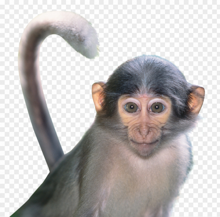 Monkey Macaque PNG