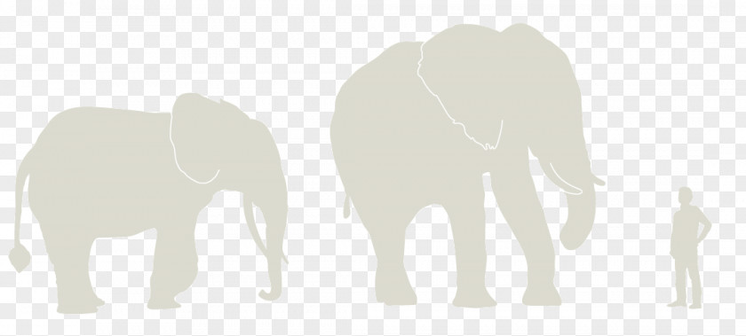 African Grasslands Indian Elephant Cattle Product Design Mammal PNG