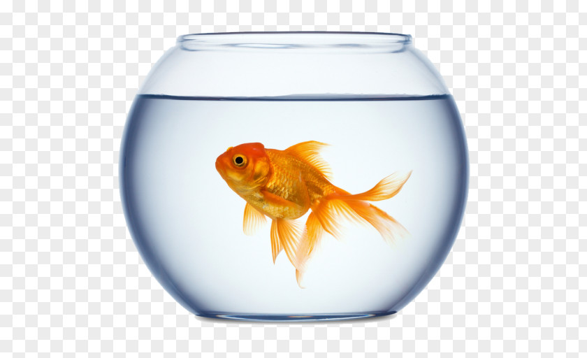 Fish Goldfish Stock Photography Aquarium Royalty-free PNG