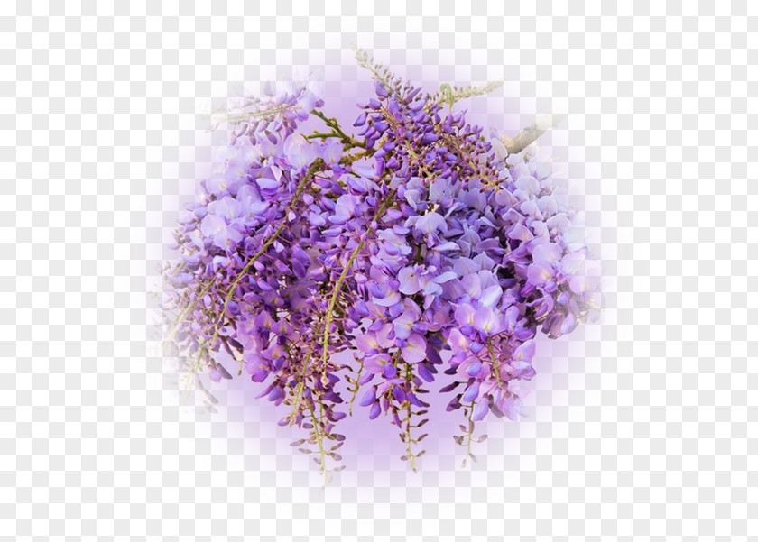 Flower Wisteria Sinensis Violet Color Lilac PNG