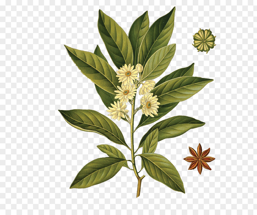 Plant Sassolino Star Anise Illicium Anisatum Anice PNG