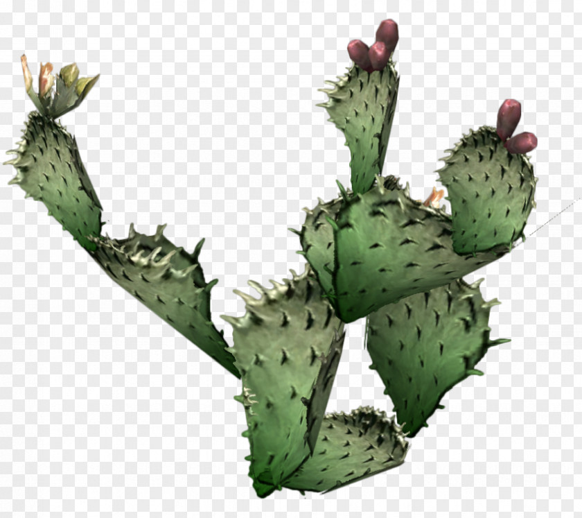 Cactuses Cactaceae Barbary Fig Eastern Prickly Pear Clip Art PNG