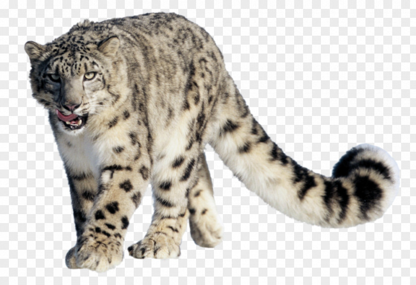 Leopard Snow Clip Art PNG