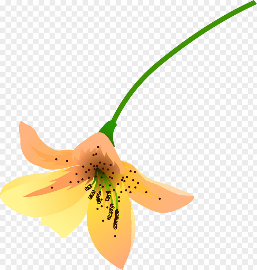 Lilly Flower Petal Plant PNG