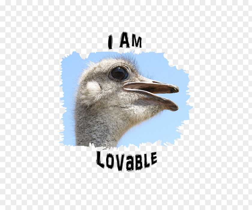 Lovable Common Ostrich Flightless Bird Photography PNG