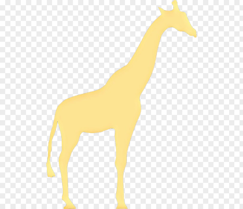 Tail Mane Giraffe Giraffidae Animal Figure Wildlife Terrestrial PNG