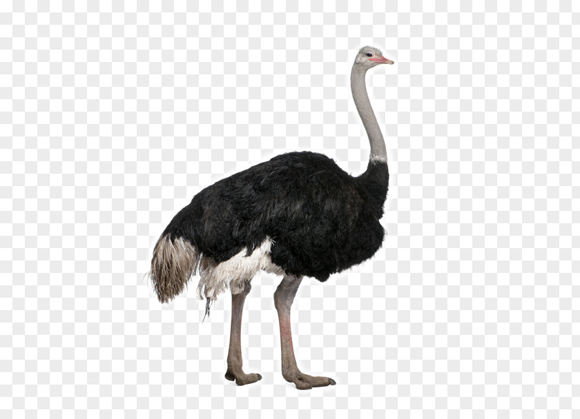 Bird Common Ostrich Stock Photography Clip Art PNG