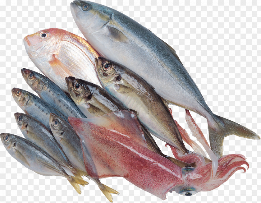 Fish Kipper Sardine Products Mackerel Oily PNG