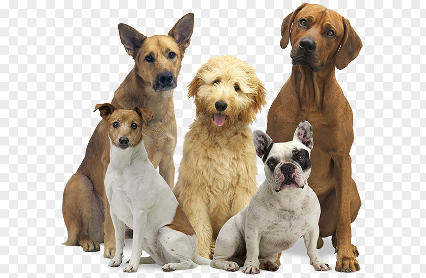 A Pack Of Dogs Jack Russell Terrier Labradoodle Dog Food Cesar's Way PNG