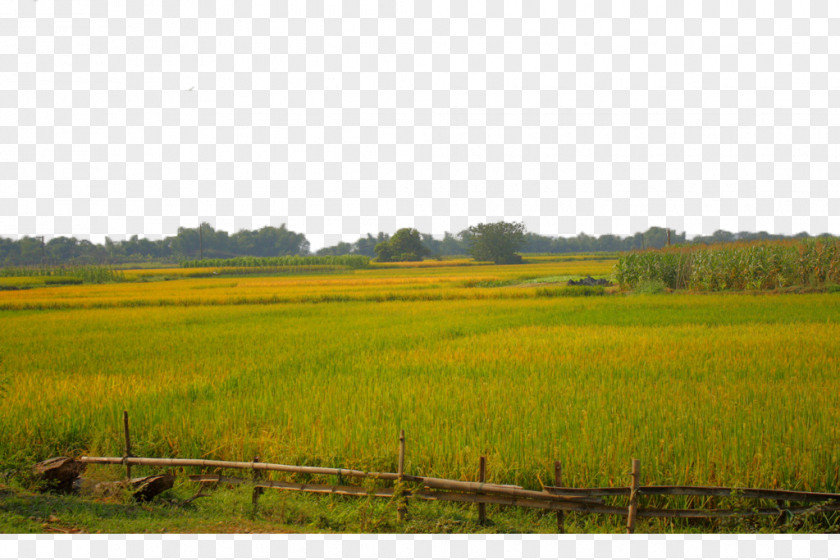 A Paddy Field Agriculture PNG