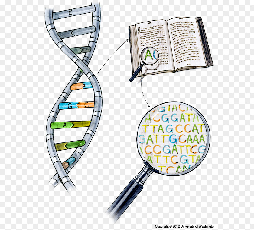 DNA Sequencing Nucleic Acid Sequence Dolan Learning Center PNG