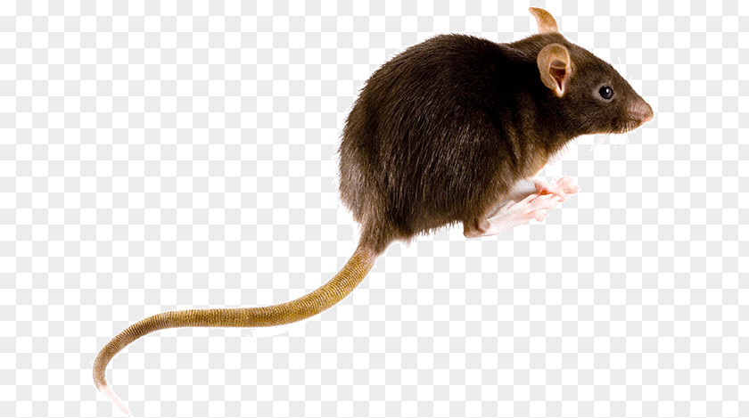 Mouse Brown Rat Rodent Black Muskrat PNG