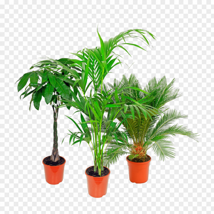Palmen Arecaceae Houseplant Flowerpot Aldi Tree PNG