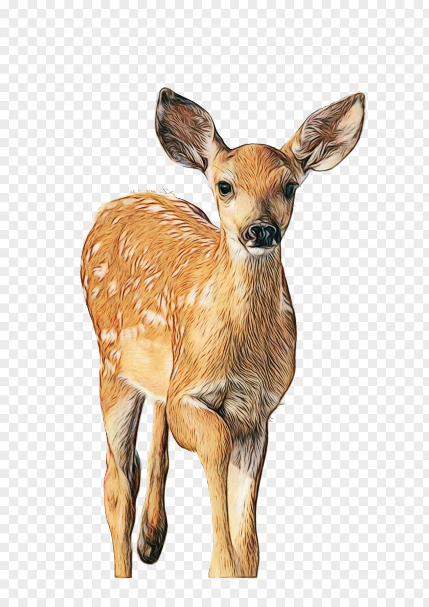 Animal Figure Musk Deer Watercolor PNG