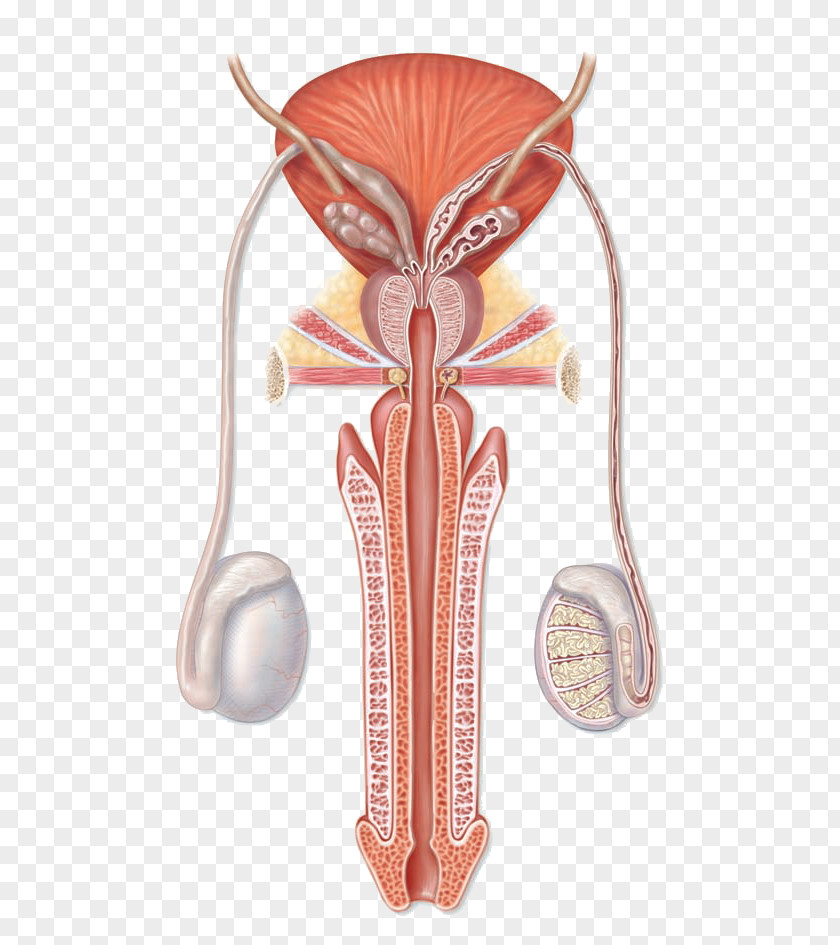 Female Reproductive System Organ G-spot PNG reproductive system G-spot, clipart PNG
