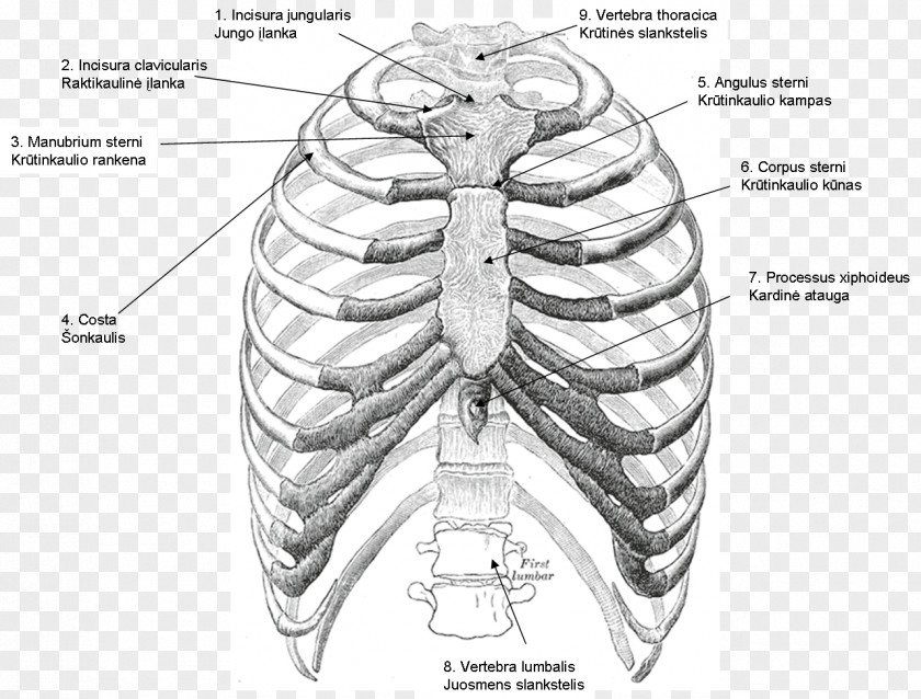 Gray's Anatomy Rib Cage Thoracic Cavity Vertebrae PNG