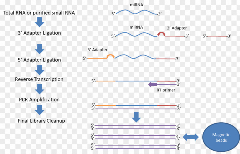 Heatmap Rna-seq Small RNA Sequencing RNA-Seq Illumina PNG