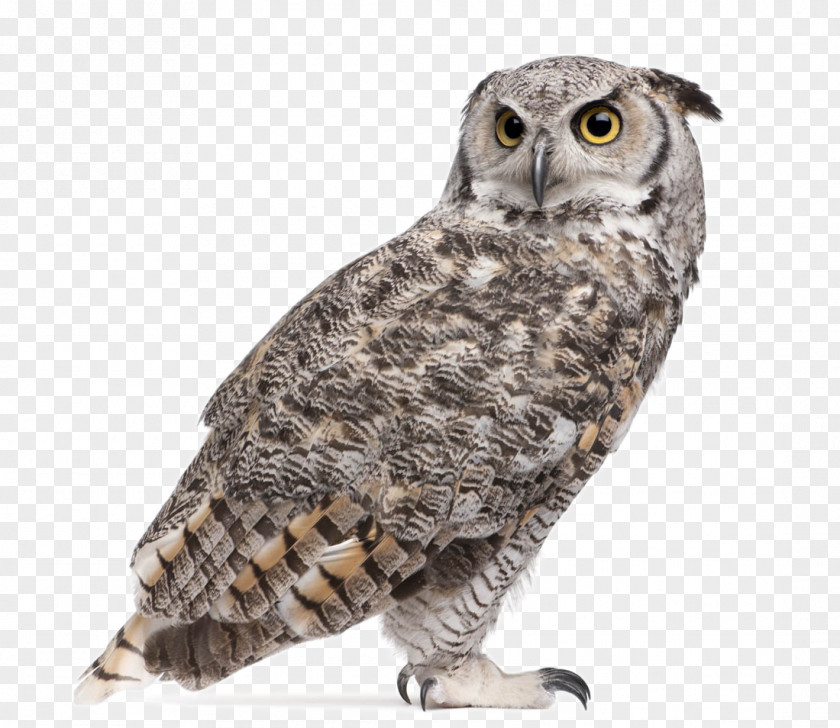 Lovely Owl PNG owl clipart PNG