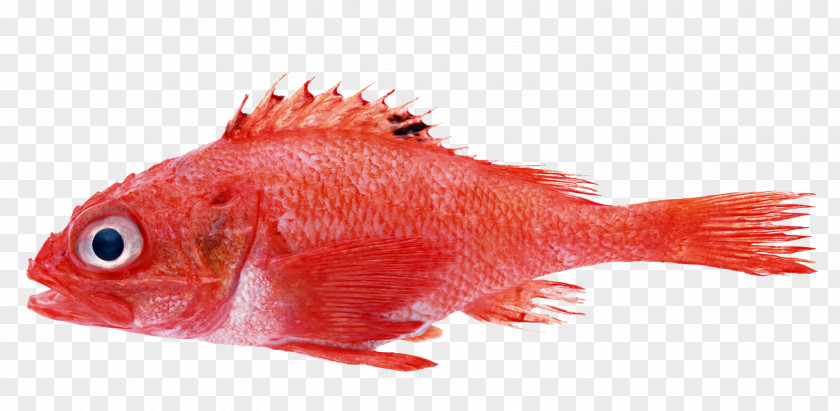 Red Fish Photography Seafood PNG