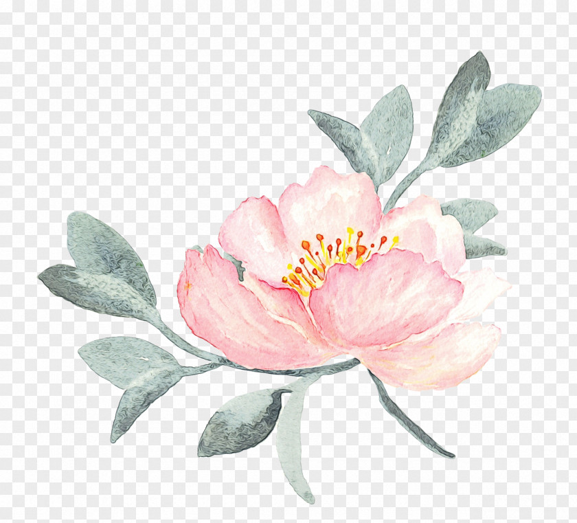 Rosa Rubiginosa Watercolor Paint Flower Flowering Plant Pink Petal PNG