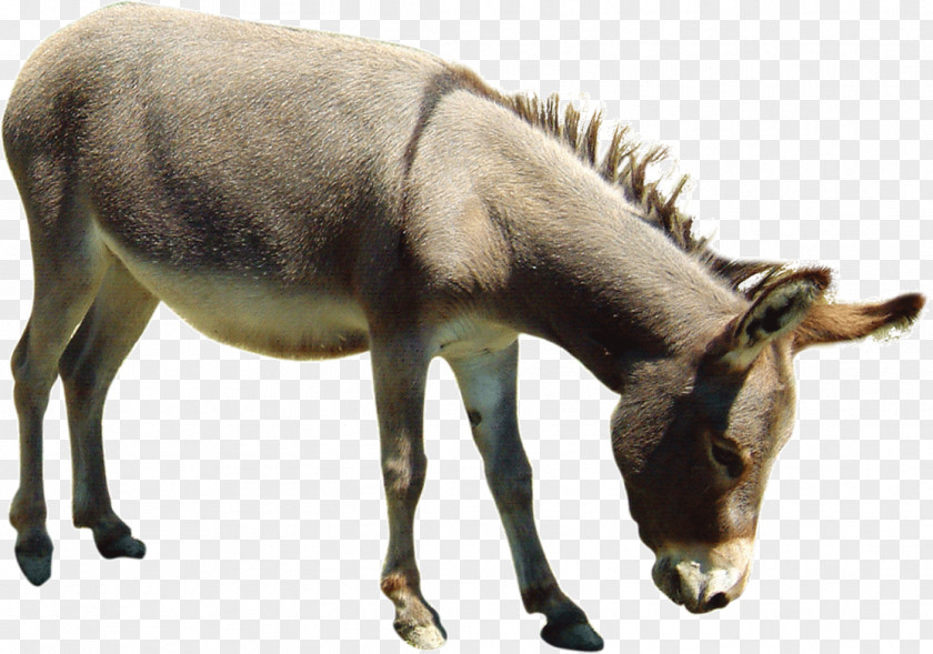Donkey Aasi Horse PNG
