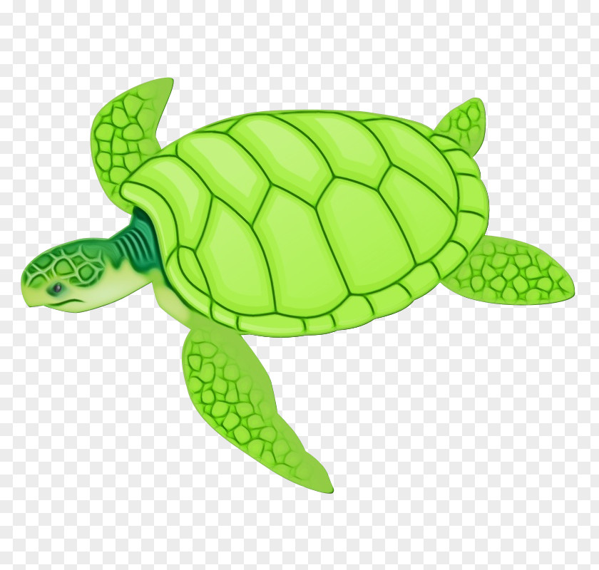 Hawksbill Sea Turtle Reptile Green Tortoise PNG