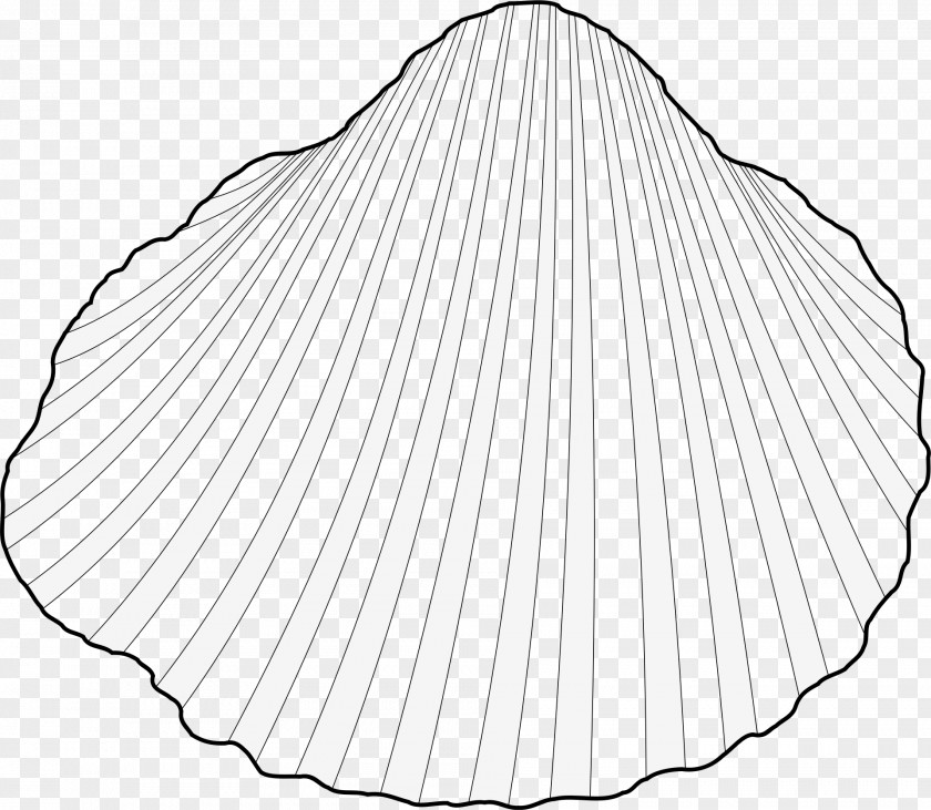 Shell Drawing Monochrome Photography Line Art PNG