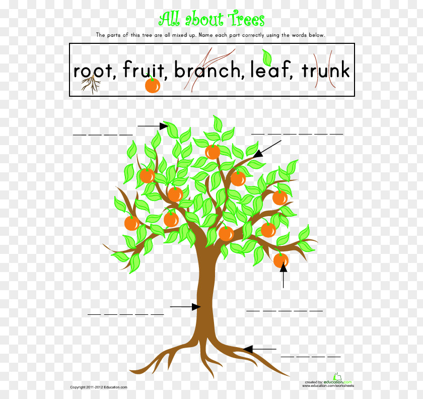 Study Of A Tree Diagram Worksheet Drawing PNG