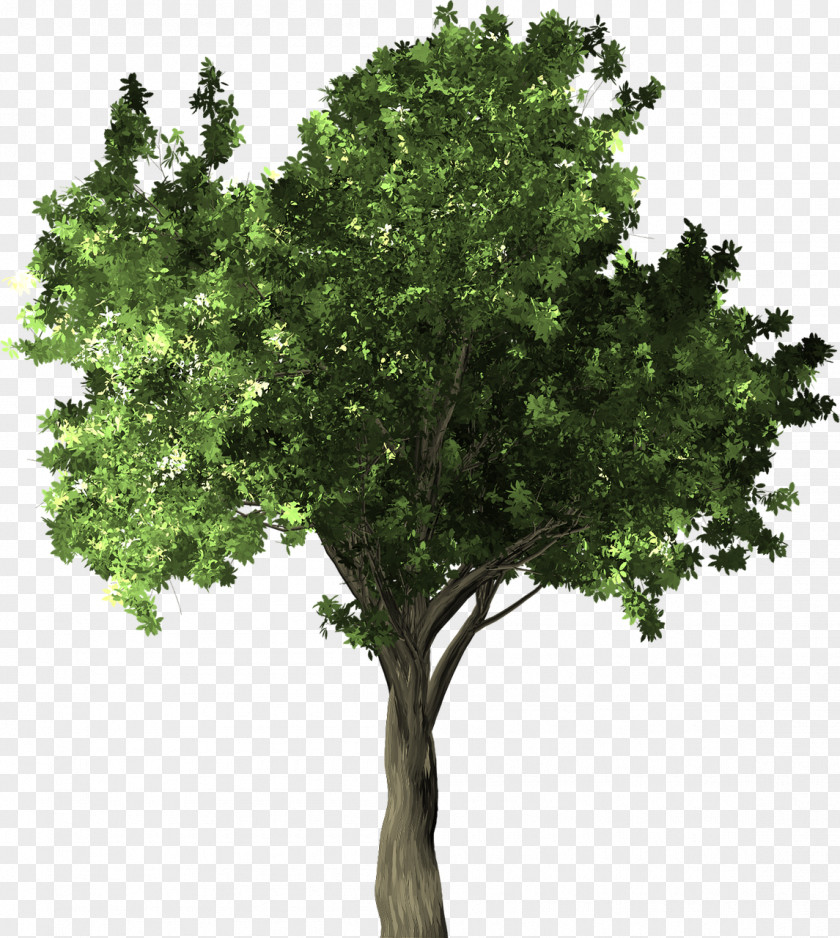 Tree Transparency Clip Art Image Desktop Wallpaper PNG
