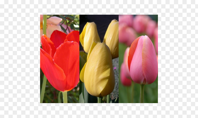 Tulip Petal Plant Stem Bud Close-up PNG