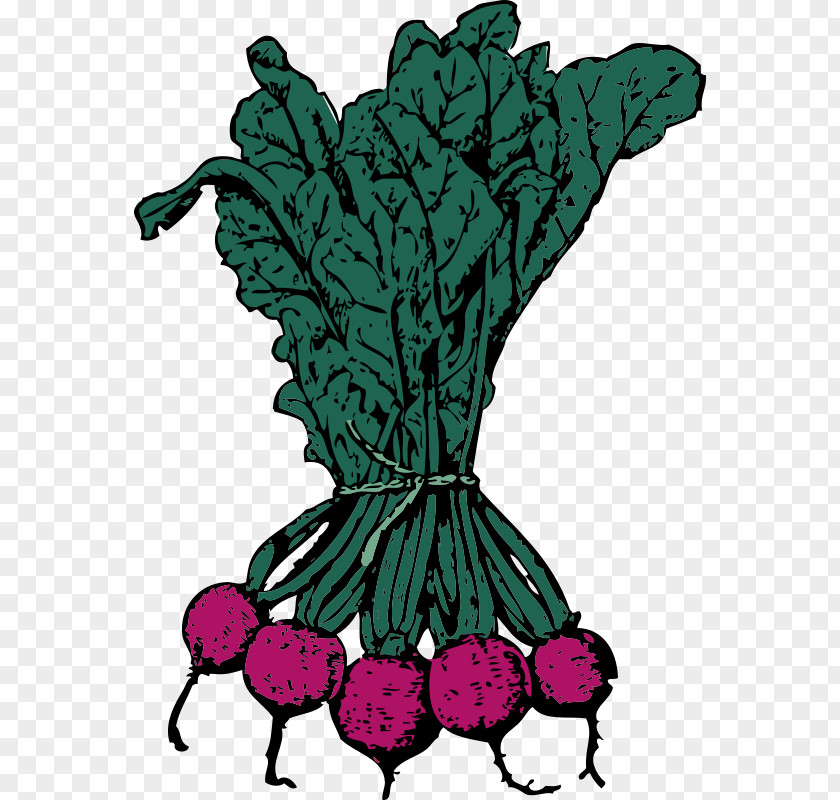 Vegetable Beetroot Clip Art Vector Graphics Sugar Beet PNG
