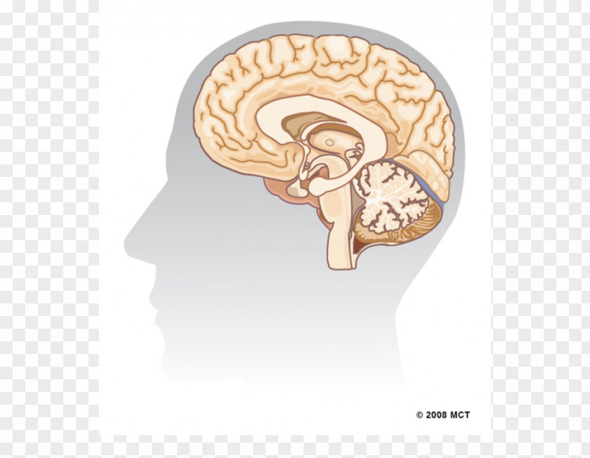 Brain Human Hippocampus Agy Neuron PNG