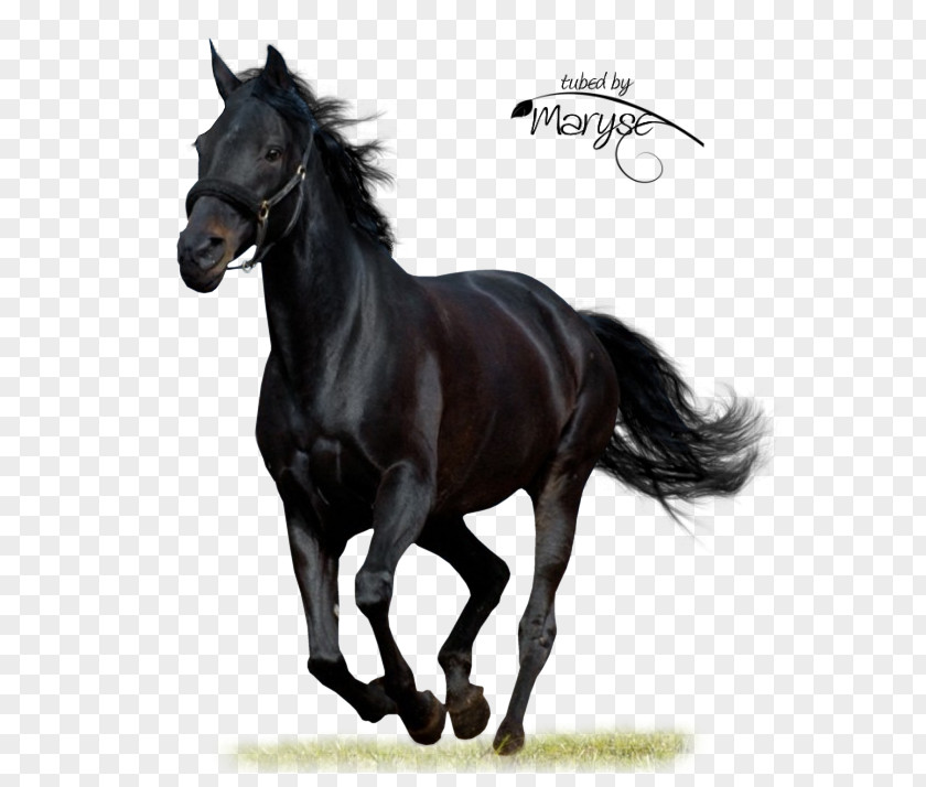 Dark Horse Black Beauty Arabian American Paint Audible PNG