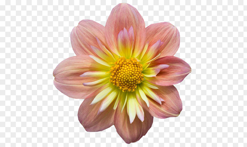 Flower Dahlia Petal Plant Rose PNG