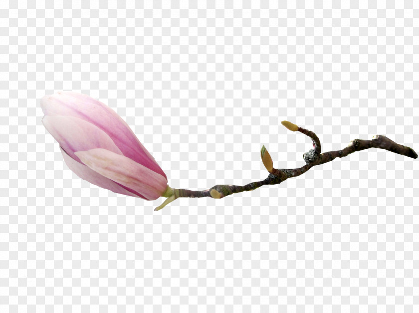 Gladiolus Flower Southern Magnolia Magnoliaceae Clip Art PNG