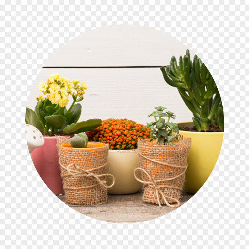 Light Stock Photography Royalty-free Depositphotos Plants PNG
