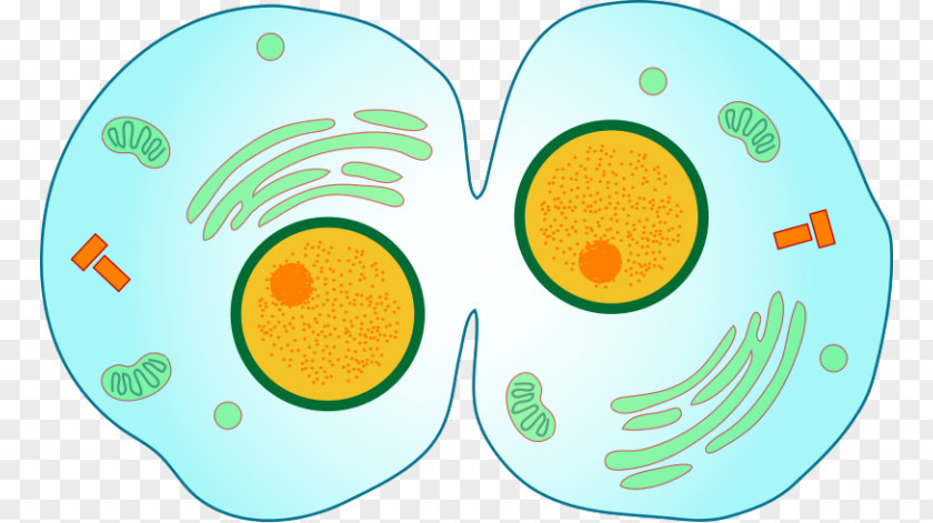 Mitosis Cytokinesis Cell Division Prophase PNG