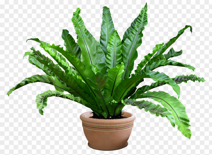 Pot Leaf Grow Light Plant Flowerpot PNG