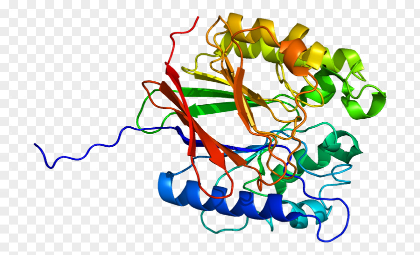 Tartrate-resistant Acid Phosphatase Purple Phosphatases Phosphate PNG
