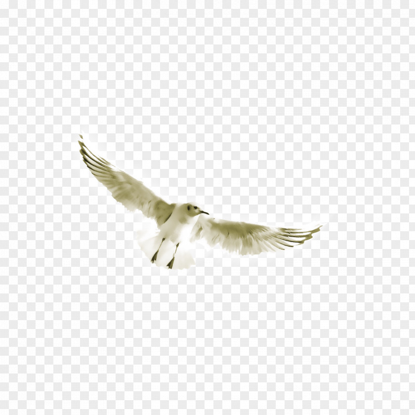 White Crane Wing Computer File PNG