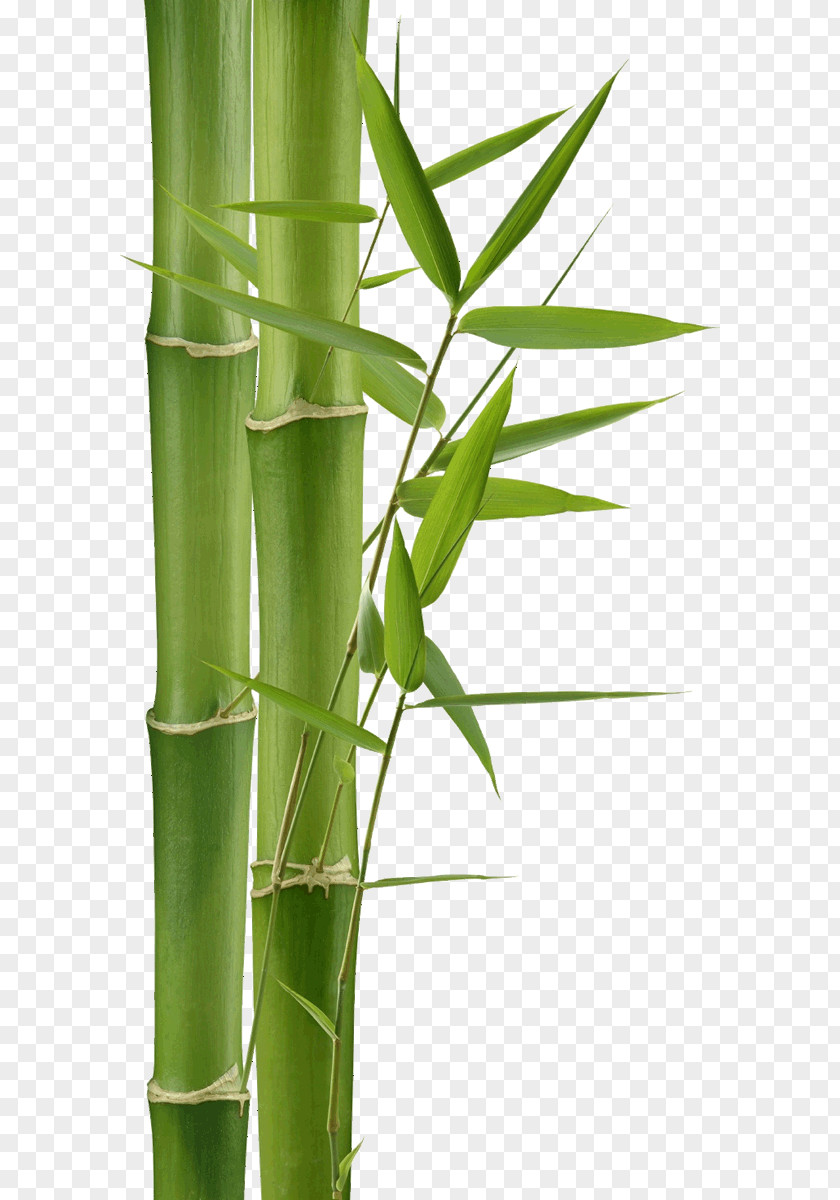Bamboo Textile Green Painting Paper PNG