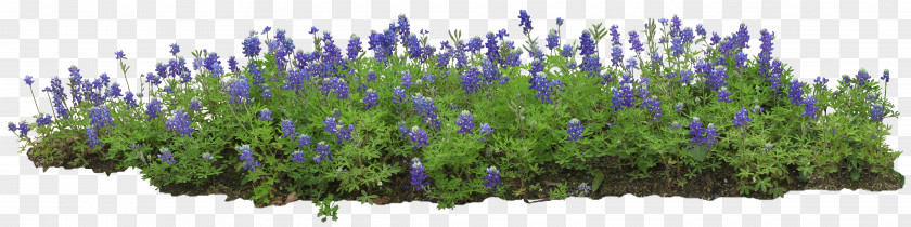 GARDEN Flower Garden Plant PNG