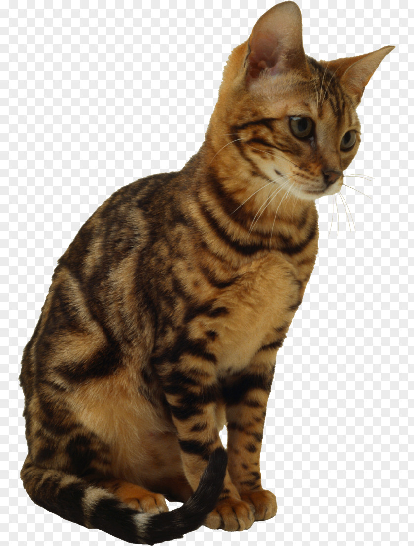Kitten Manx Cat European Shorthair Havana Brown Clip Art PNG
