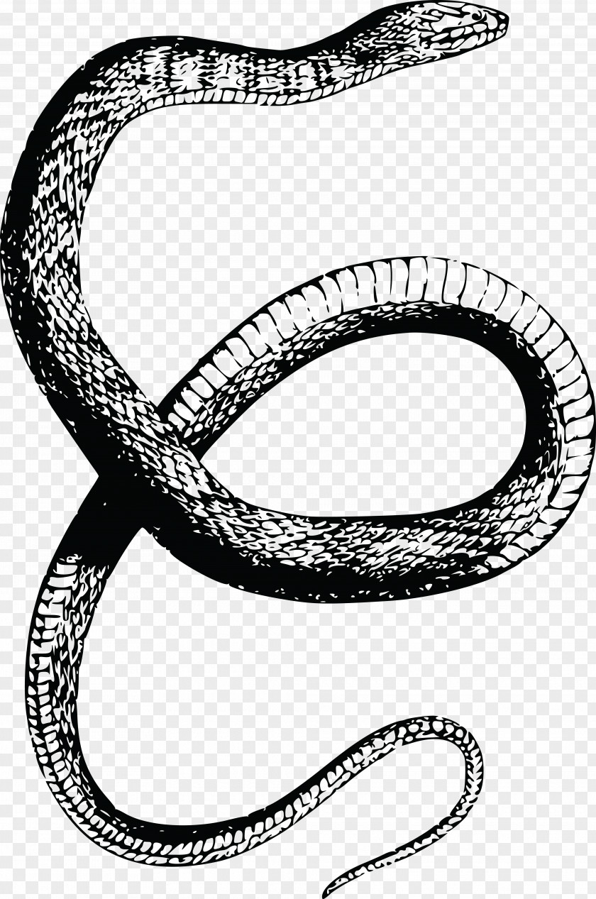 Snake Reptile Vertebrate Drawing Clip Art PNG