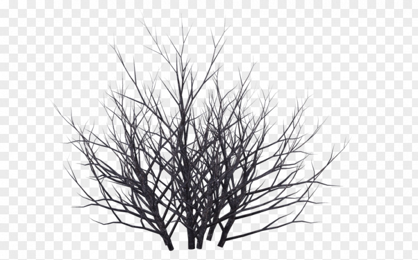 Snow Tree Shrub Winter Drawing PNG