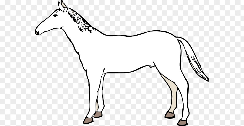 Vector Horse Mule Mustang American Paint Quarter Mare PNG