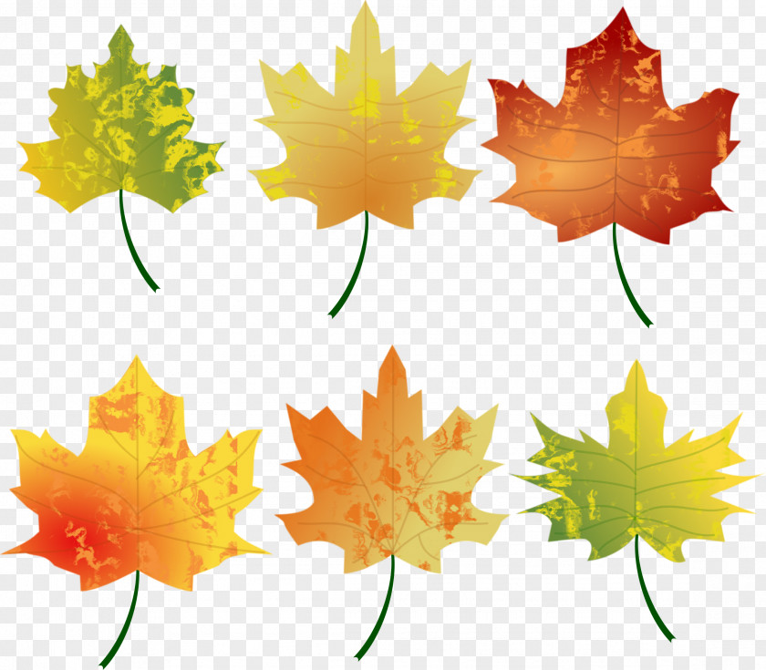 WATERCOLOR LEAF Autumn Leaf Color Clip Art PNG