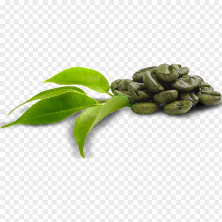 Coffee Beans Green Extract Dietary Supplement Bean PNG