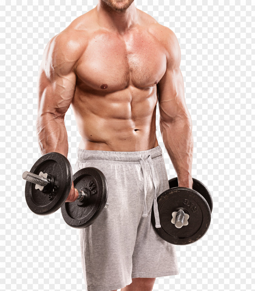 Muscular Fitness Physical Bodybuilding Exercise Muscle PNG