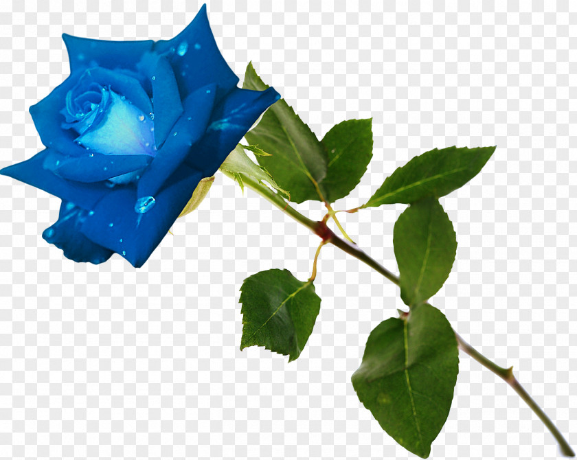 Rose Blue Garden Roses Flower Rosa Gallica PNG